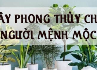 Top 14 cây hợp mệnh mộc mang lại tài lộc cho gia chủ trong phong thủy