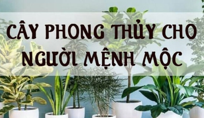 Top 14 cây hợp mệnh mộc mang lại tài lộc cho gia chủ trong phong thủy