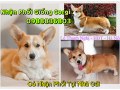 Phối giống Corgi Hà Nội . 0988836803