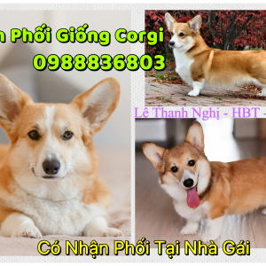 Phối giống Corgi Hà Nội . 0988836803