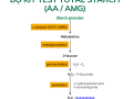 Bộ kit test Total Starch (AA / AMG)