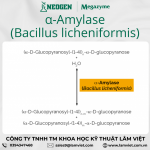 α-Amylase (Bacillus licheniformis)